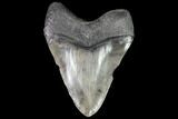 Huge, Fossil Megalodon Tooth - South Carolina #88275-2